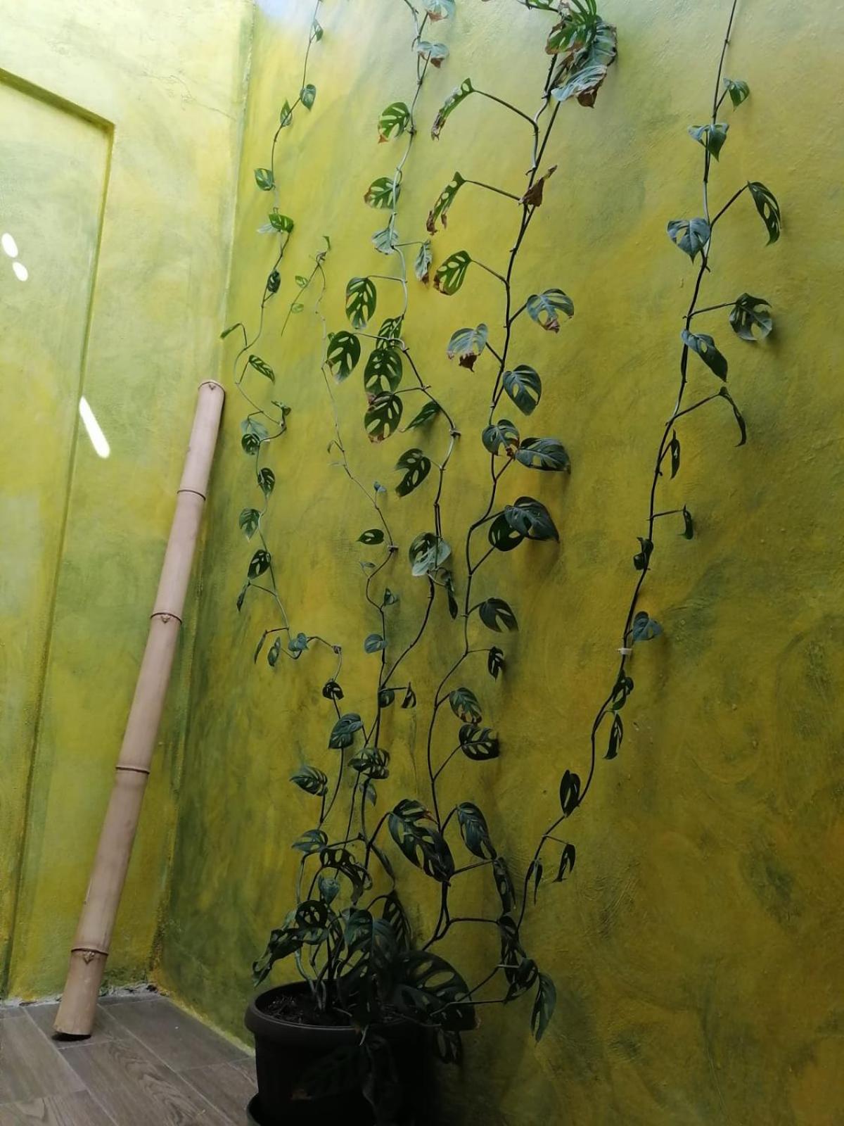 Casa Los Arcos Oaxaca ภายนอก รูปภาพ